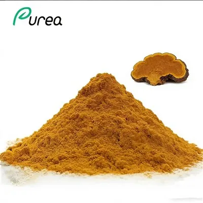 Phellinus Linteus por